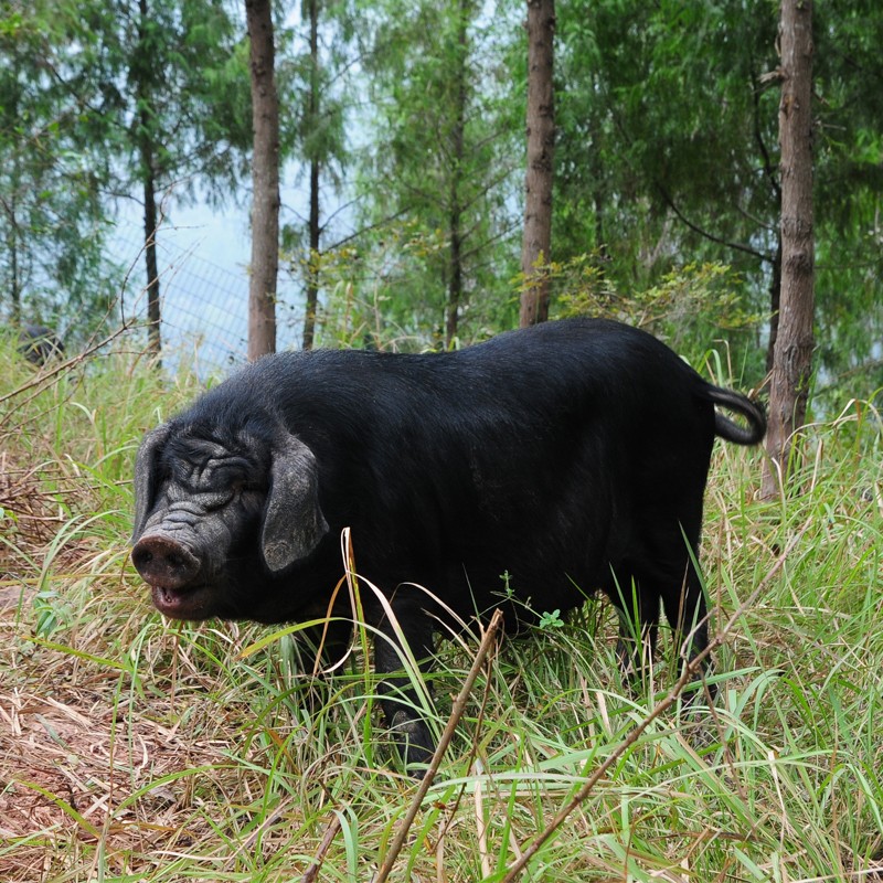 有機(jī)年豬